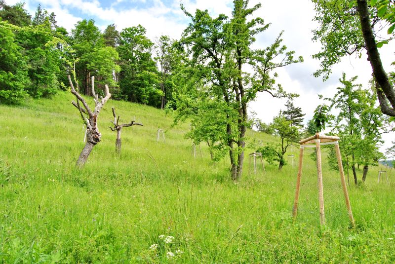projekt obnova sadu u křížového sadu